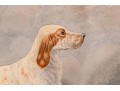 Print Of English Setter