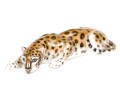 German Rosenthal Hand-Painted Porcelain Crouched Leopard