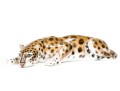 German Rosenthal Hand-Painted Porcelain Crouched Leopard