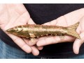 Reticulated Brass Fish With Inlaid Eyes