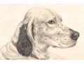 Leon Danchin (French, 1887-1938) Ltd. Ed. Lithograph, English Setters 