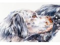 Signed Watercolor On Paper, Two English Setter Busts
