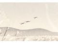 Japanese Woodblock Print