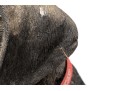 Sandiscast Life Size Resin Seated Black Labrador Retriever