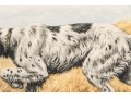 Paul Wood Print Of An English Setter