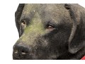 Sandiscast Life Size Resin Seated Black Labrador Retriever