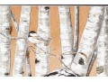 Marty H. Gordon (American [CT], 1947-2018) Print, English Setter With Birch Trees