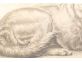 Leon Danchin (French, 1887-1938) Ltd. Ed. Lithograph, English Setters 