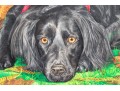 Stephen Brown Robie (American [MA], B. 19534) Oil On Canvas, Portrait Of A Dog, 1984