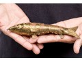 Reticulated Brass Fish With Inlaid Eyes