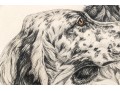 Print, Two English Setters