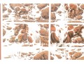 Bev Doolittle Ltd Ed. Print Horses