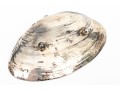 Collection Of Small Sterling And 800 Silver Items    12.265 Troy Ozs. 
