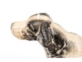Vintage Cast Iron Pointer Dog Doorstop