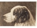 John Martin Tracy (1844-1893) Engraved Print Of English Setter By Emil Miler 