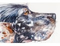 Signed Watercolor On Paper, Two English Setter Busts