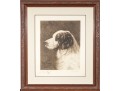 John Martin Tracy (1844-1893) Engraved Print Of English Setter By Emil Miler 