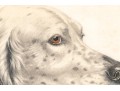 Leon Danchin (French, 1887-1938) Ltd. Ed. Lithograph, English Setters 