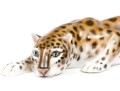German Rosenthal Hand-Painted Porcelain Crouched Leopard