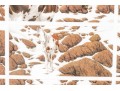Bev Doolittle Ltd Ed. Print Horses