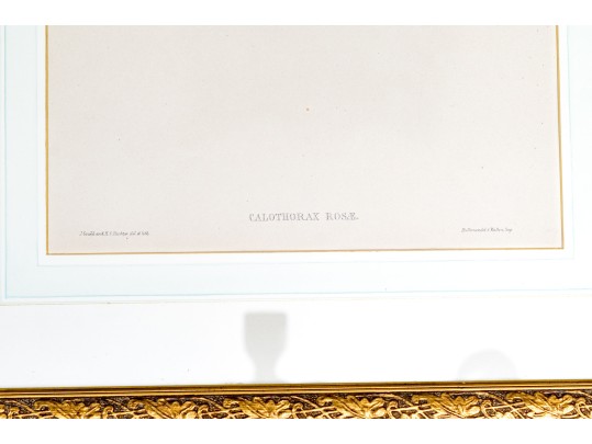 Pair Of Antique Hand-Colored Prints