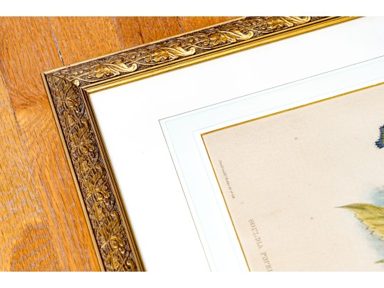 Pair Of Antique Hand-Colored Prints