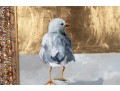 Gilt/Oil On Board Seagull Painting — Signed