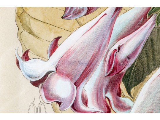 W.G.S De Pammemaeker, 1870 Color Book Lithograph, Floral Botanical