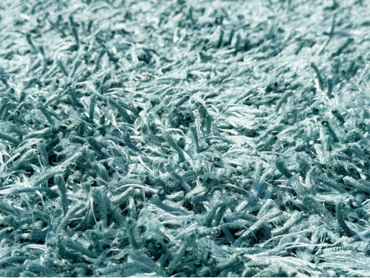 Jaipur 100% Polyester Shag Carpet, 9'-6