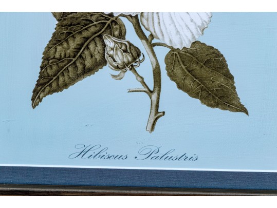 Pair Of Framed Botanical Prints, 