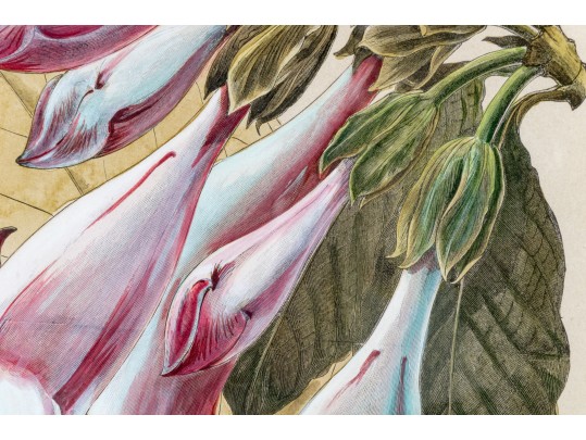 W.G.S De Pammemaeker, 1870 Color Book Lithograph, Floral Botanical