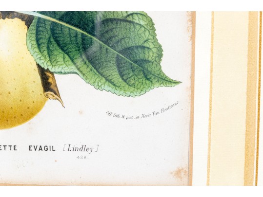 Antique 19th C. Assembled Set Of Three Hand-colored Botanicals