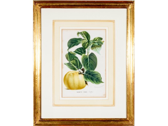 Antique 19th C. Assembled Set Of Three Hand-colored Botanicals
