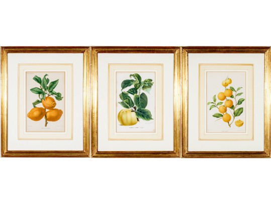 Antique 19th C. Assembled Set Of Three Hand-colored Botanicals