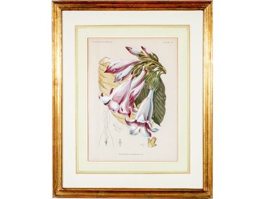 W.G.S De Pammemaeker, 1870 Color Book Lithograph, Floral Botanical