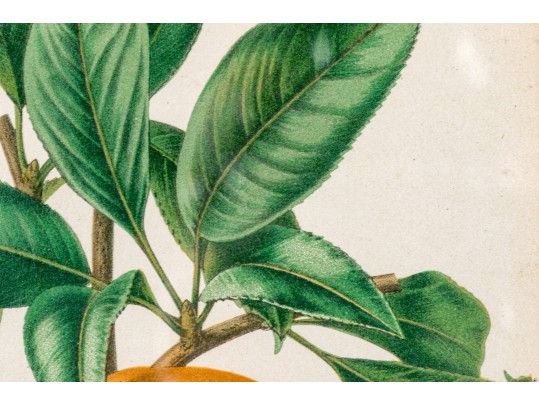 Antique 19th C. Assembled Set Of Three Hand-colored Botanicals