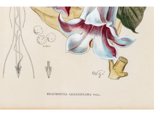 W.G.S De Pammemaeker, 1870 Color Book Lithograph, Floral Botanical