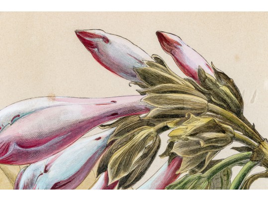 W.G.S De Pammemaeker, 1870 Color Book Lithograph, Floral Botanical