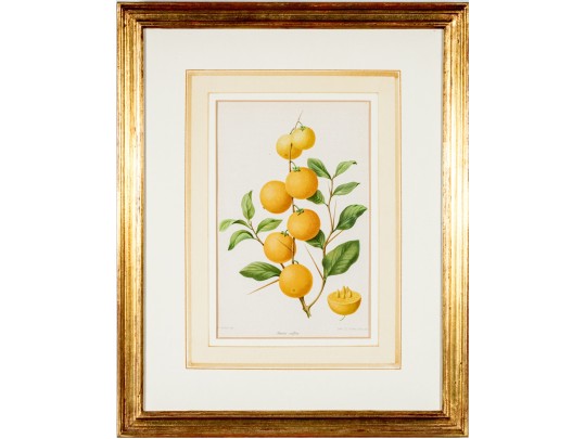 Antique 19th C. Assembled Set Of Three Hand-colored Botanicals