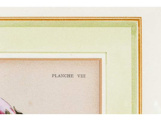 W.G.S De Pammemaeker, 1870 Color Book Lithograph, Floral Botanical