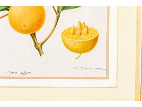 Antique 19th C. Assembled Set Of Three Hand-colored Botanicals