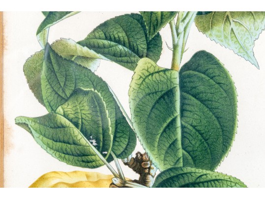Antique 19th C. Assembled Set Of Three Hand-colored Botanicals