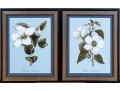 Pair Of Framed Botanical Prints, 