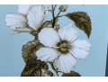 Pair Of Framed Botanical Prints, 