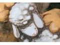 Framed Oil On Board, Lion With Sheep 