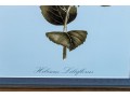 Pair Of Framed Botanical Prints, 