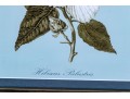 Pair Of Framed Botanical Prints, 
