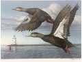 Rob Leslie Signed & Numbered 1993 1994 Connecticut Duck Stamp Framed Prints