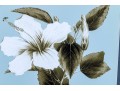 Pair Of Framed Botanical Prints, 