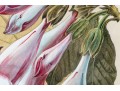 W.G.S De Pammemaeker, 1870 Color Book Lithograph, Floral Botanical
